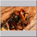 Vespa crabro - Hornisse 21.jpg